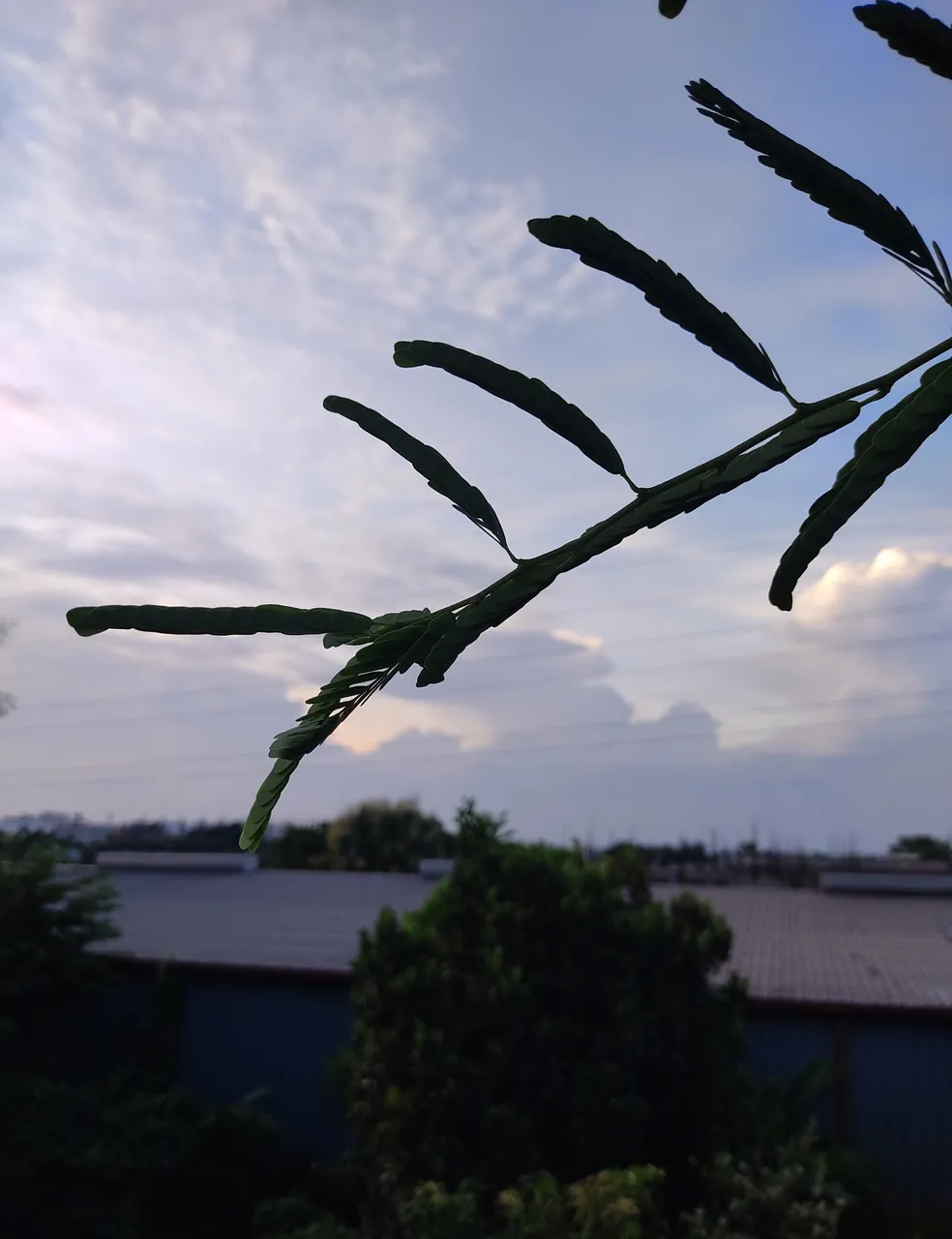 IMG_20200813_032714.jpg