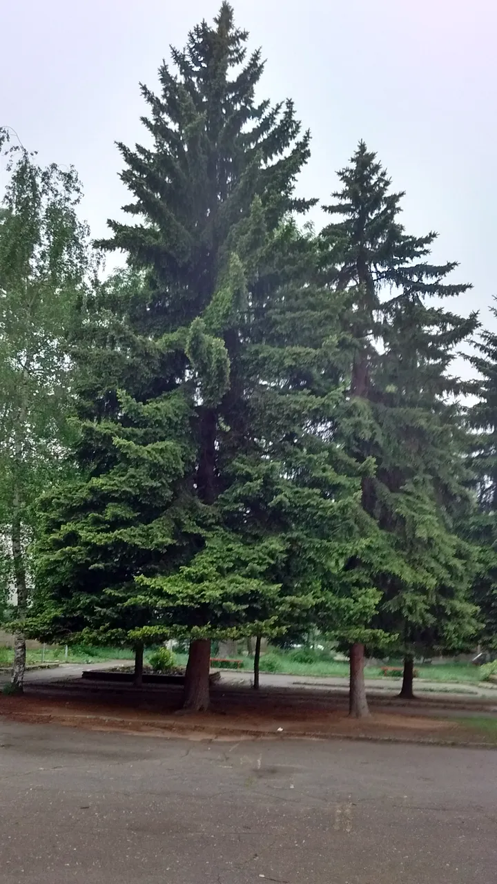 IMG_20190518_080309395_HDR.jpg