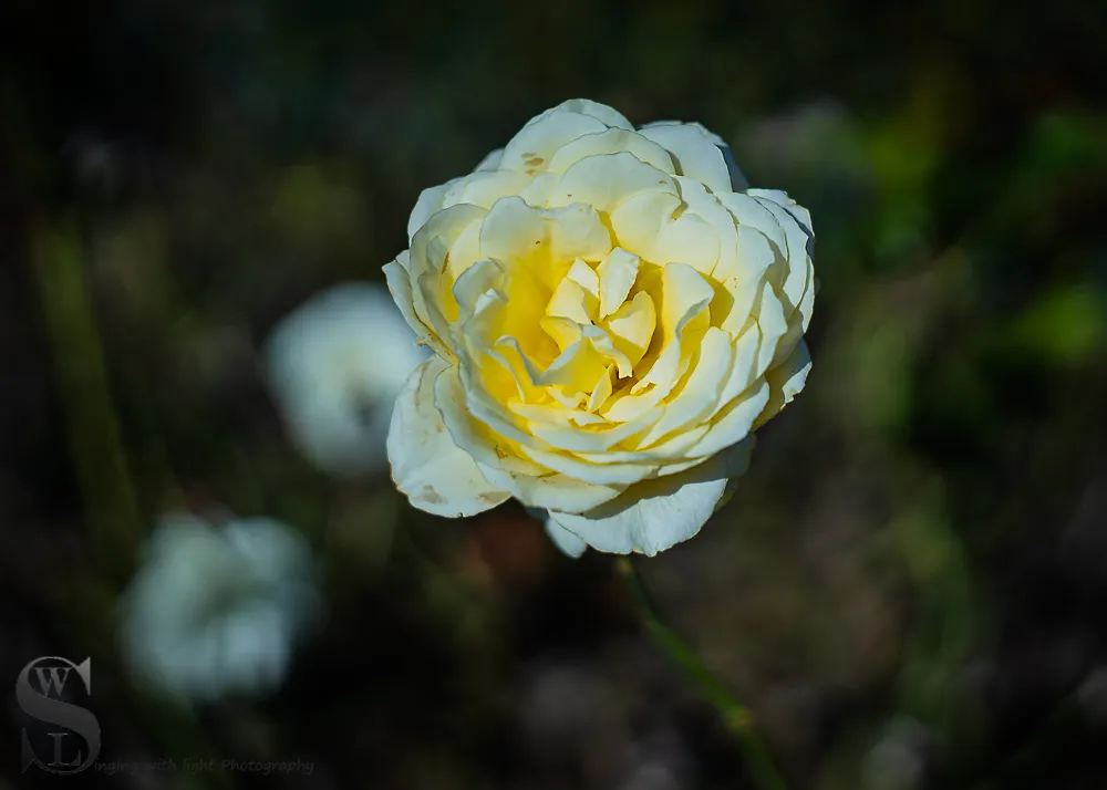 1 1 BS flowers4.jpg