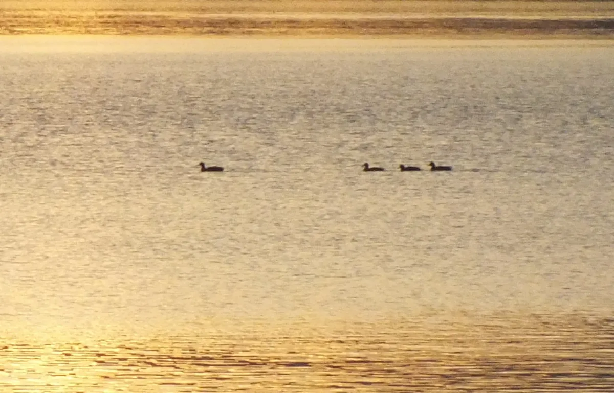 WLE0064Ducks.jpg