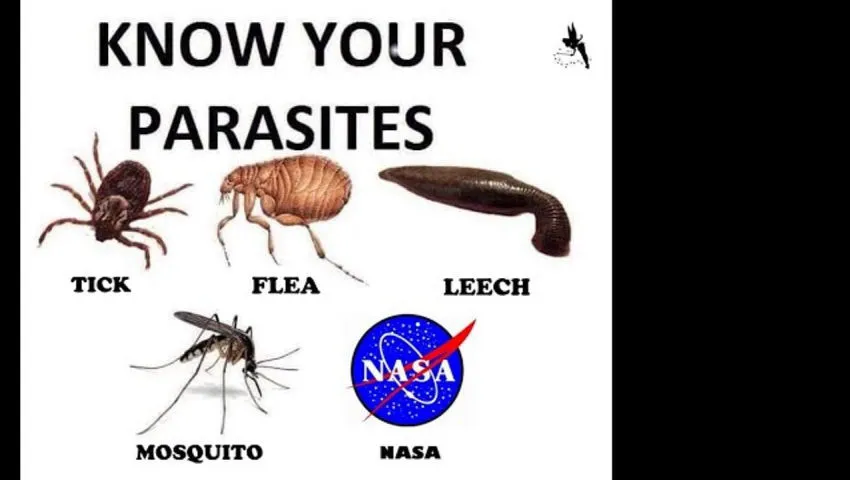 The International Bug Station.