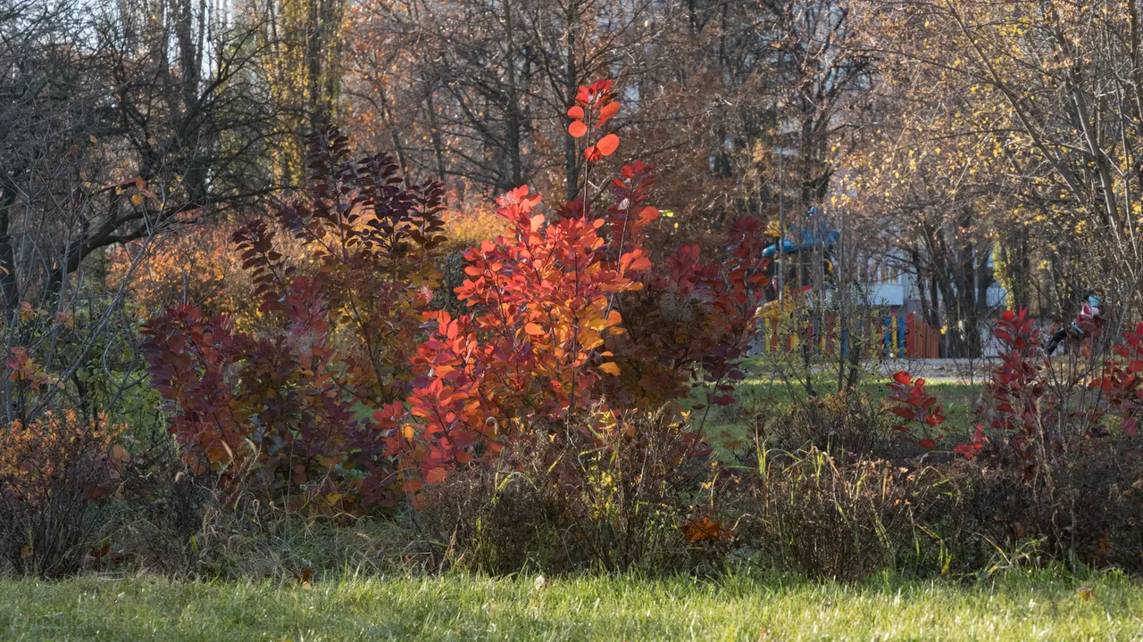 dsc08960.jpg
