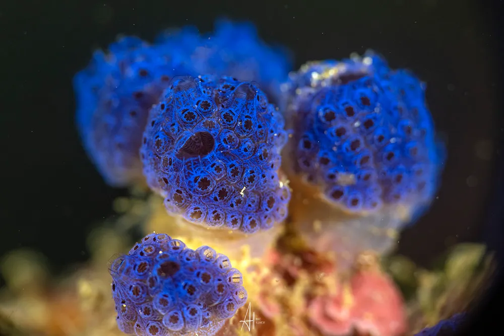 UNDERWATER SUPER MACRO 2nd part 4 Photos