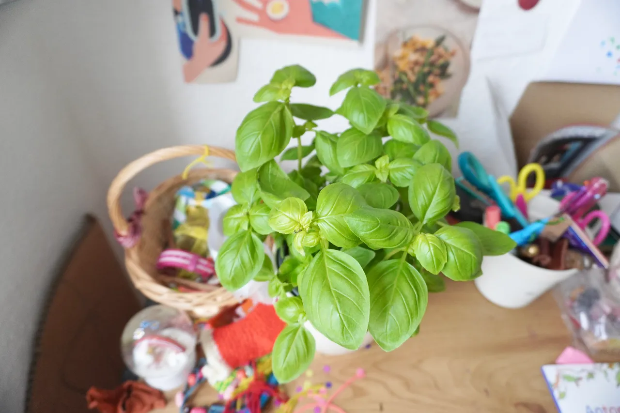 A basil pot on her desk