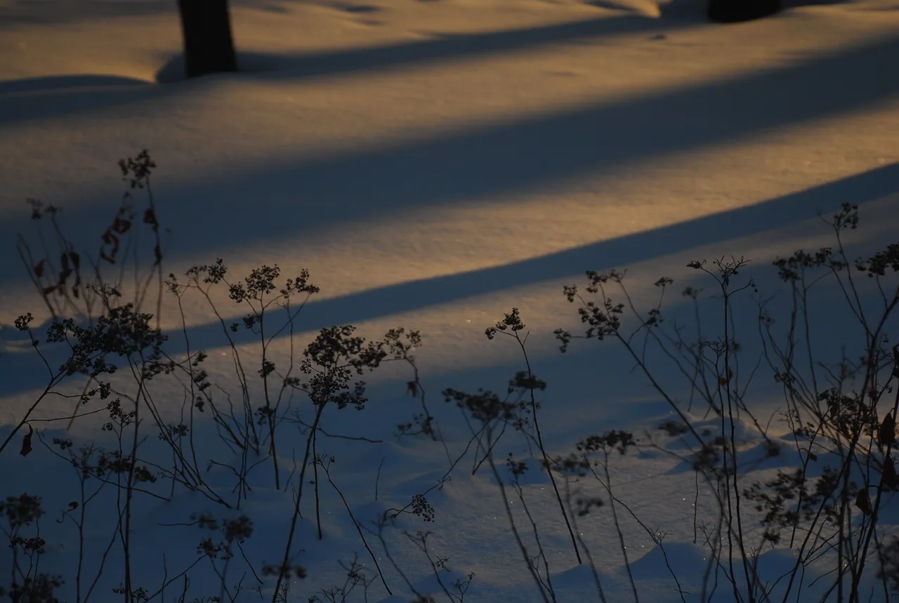 dsc_0035.jpg
