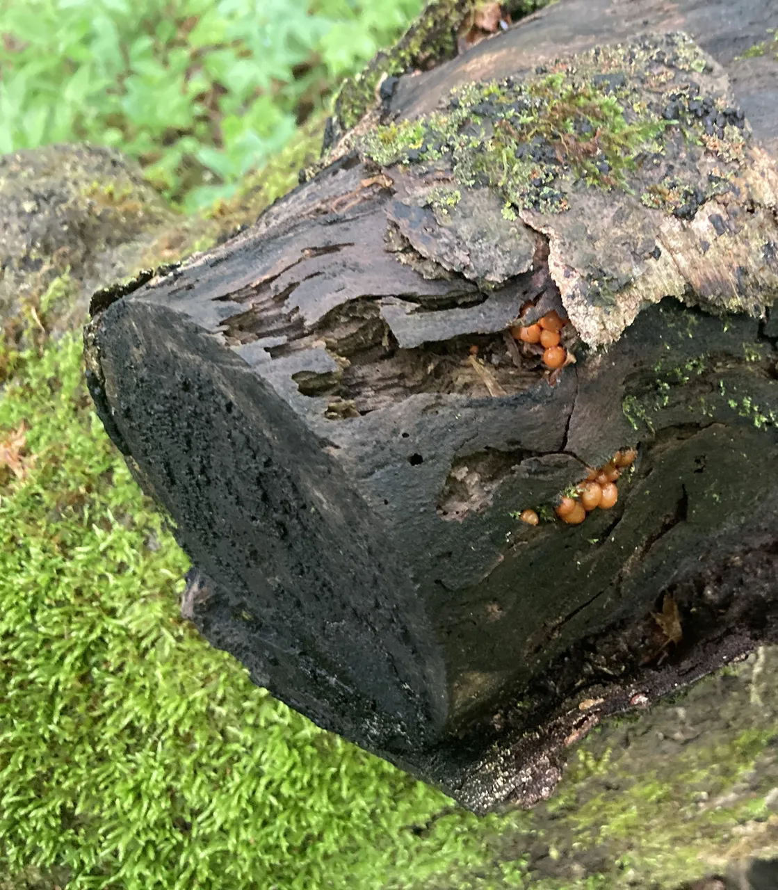 Log
