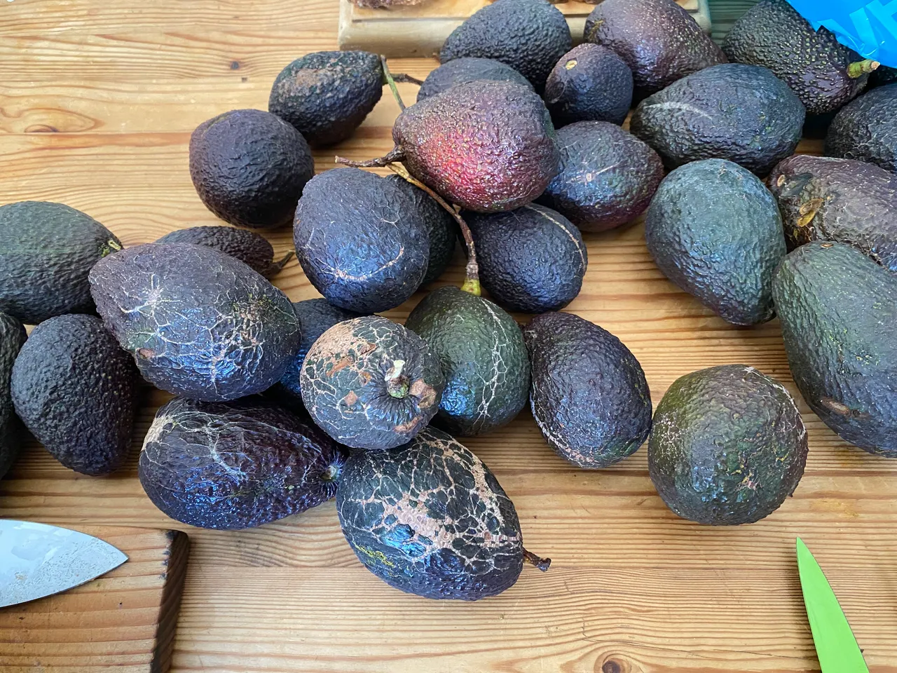 When Life Gives You Avocados "Urban" Foraging For Food and Musing...