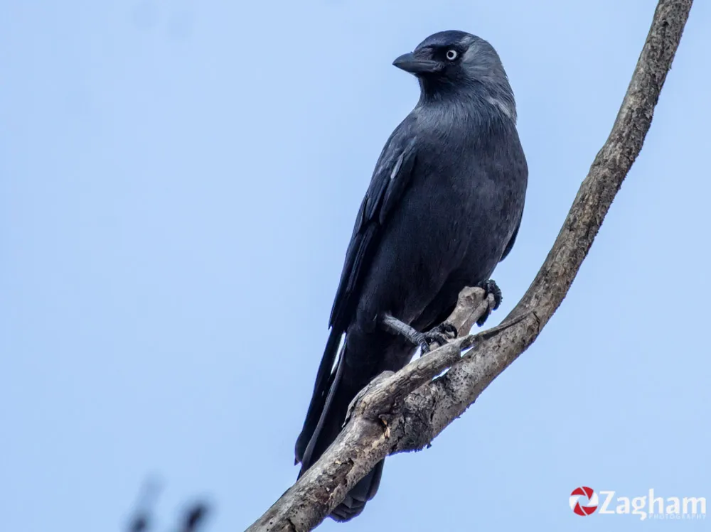 dsc_8731.jpg