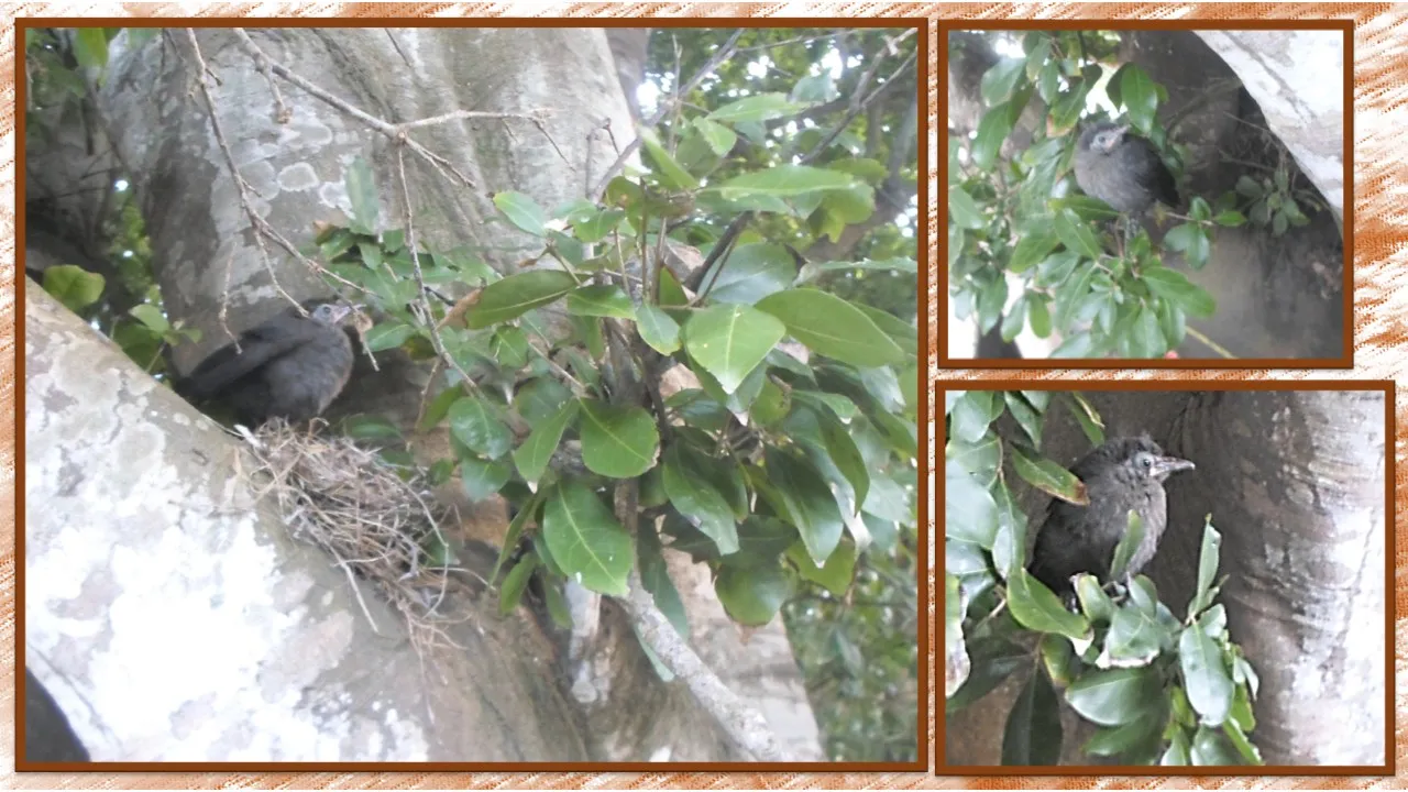 pajaro_8.jpg