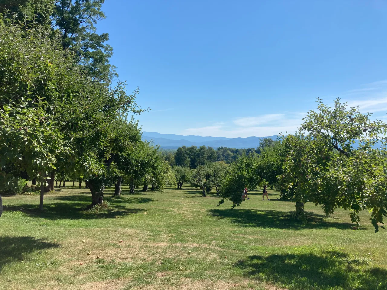 View of the orchard