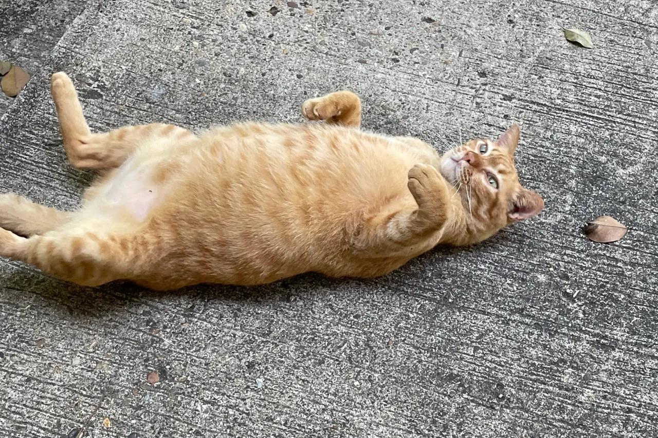 Happy Caturday my orange cat has migrated to my neighbours’ house.