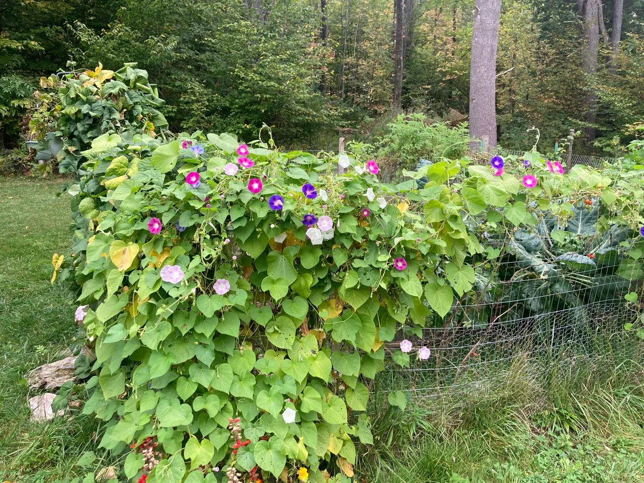 Morning glories