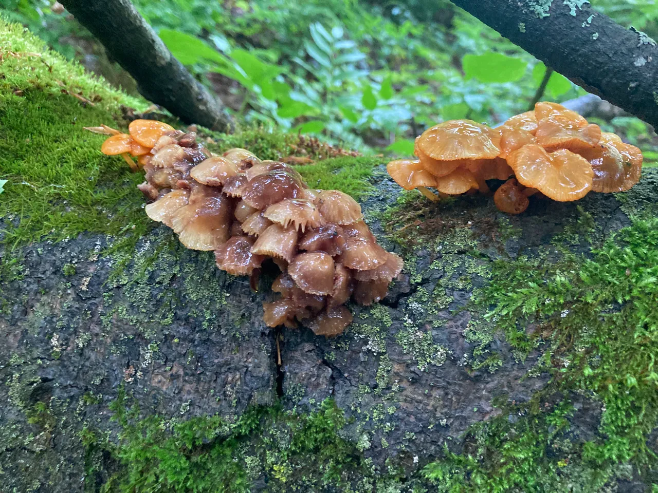 under branch
