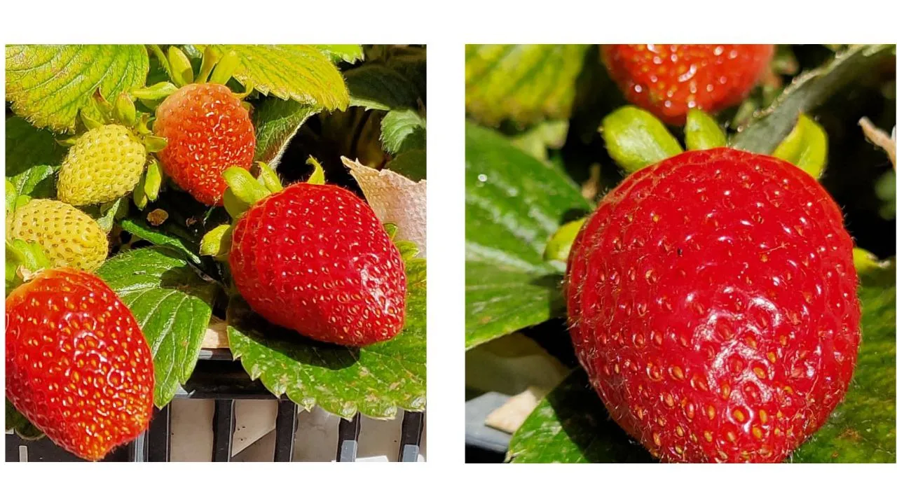 fresas_1.jpg