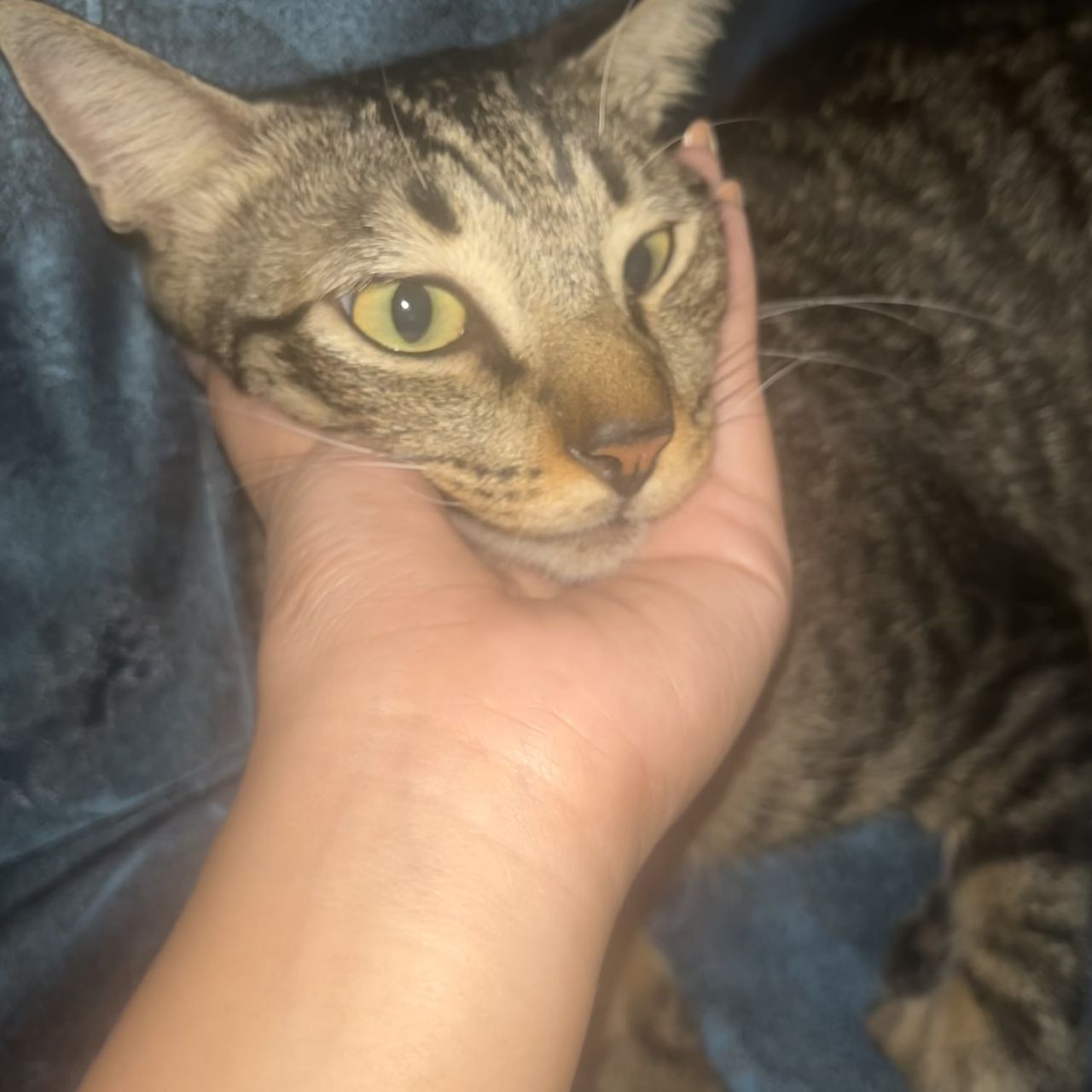 first time posting my cat here.. kinda nervous (˵ ¬ᴗ¬˵)