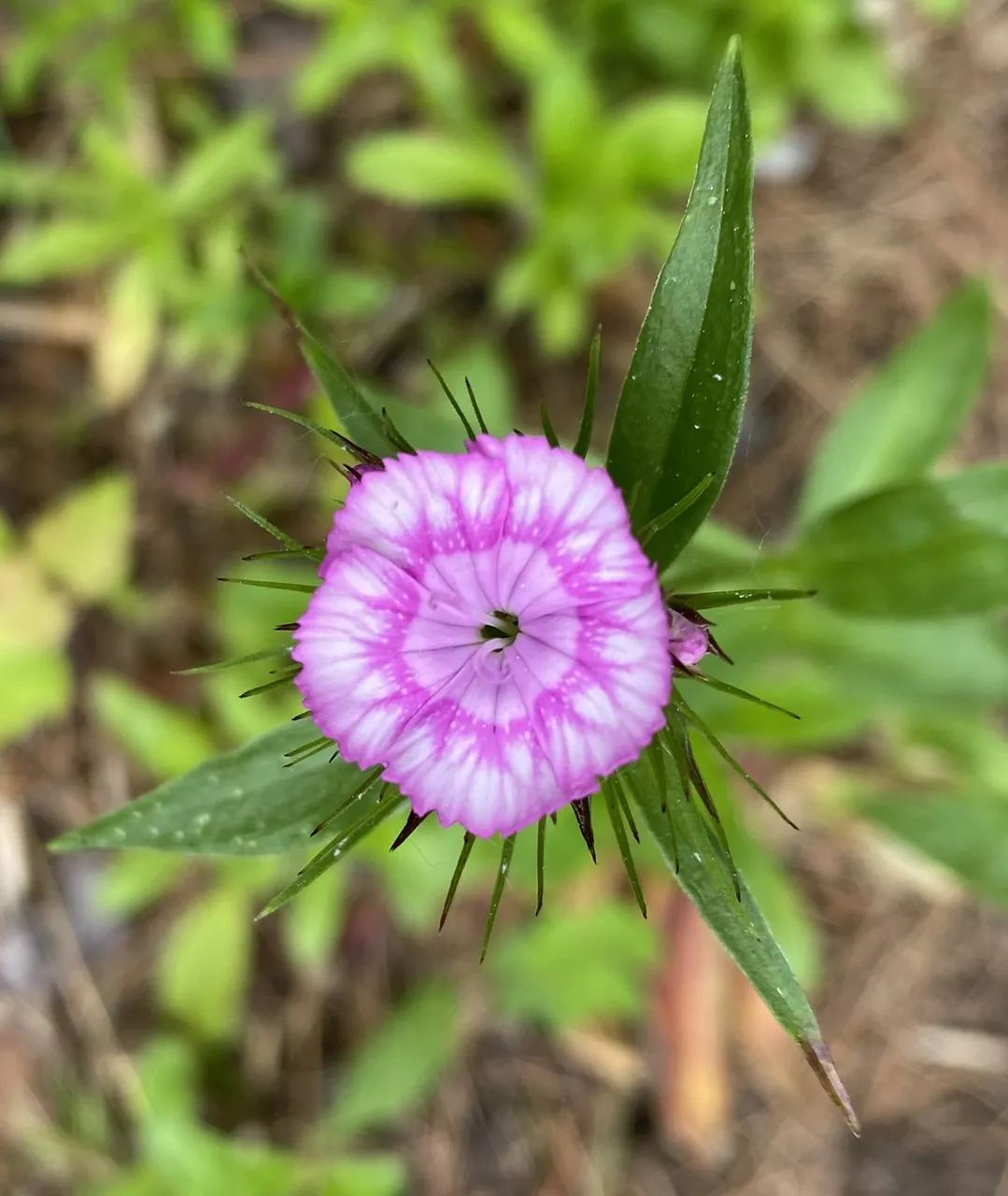 Sweet William