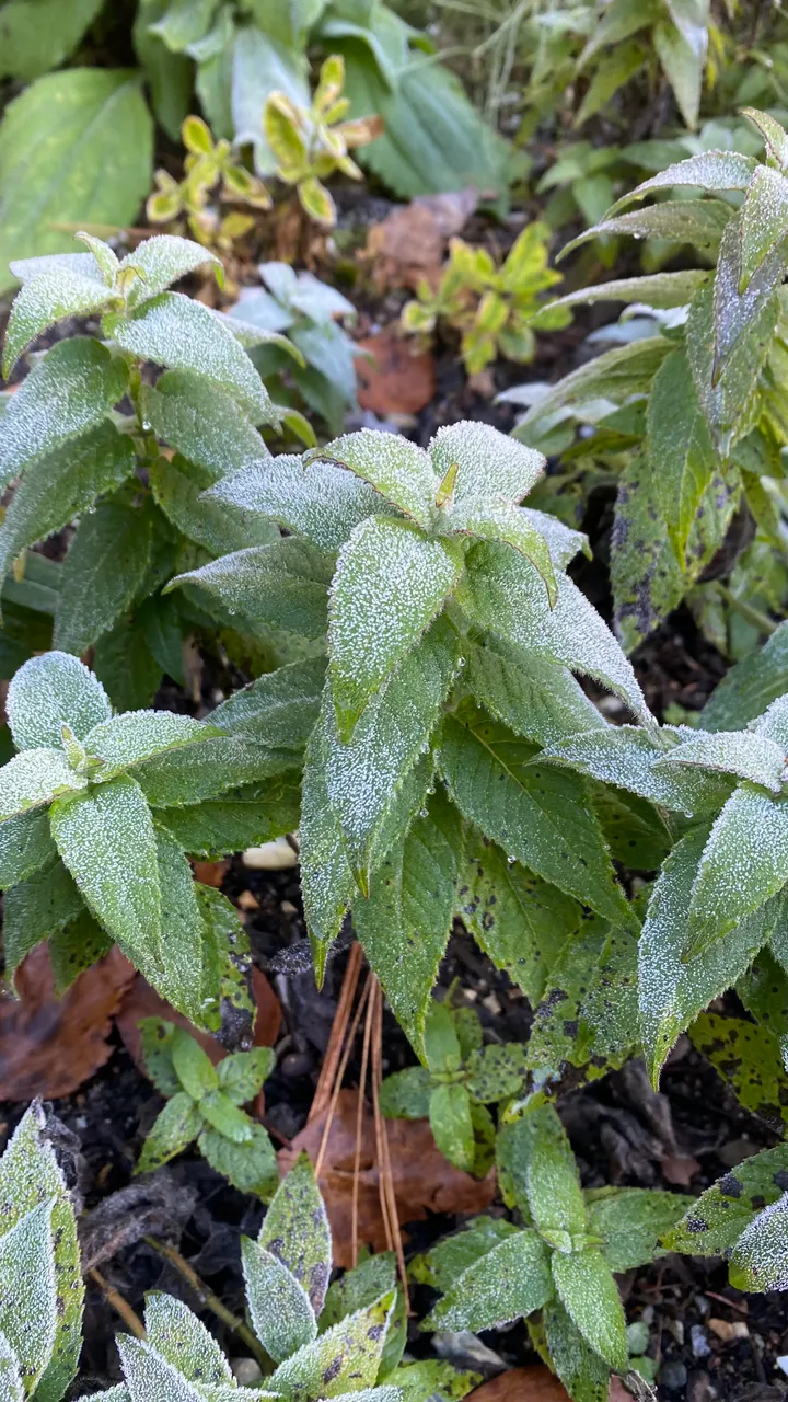 Bee balm