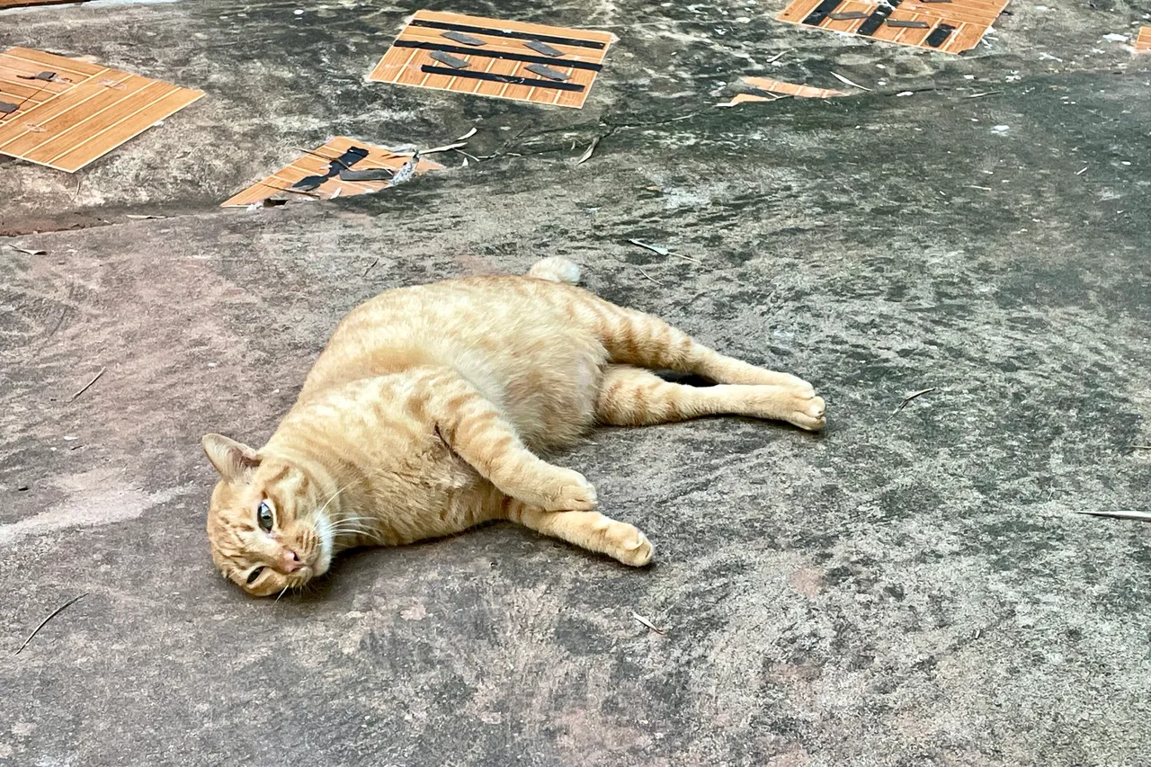 Happy Caturday my orange cat has migrated to my neighbours’ house.