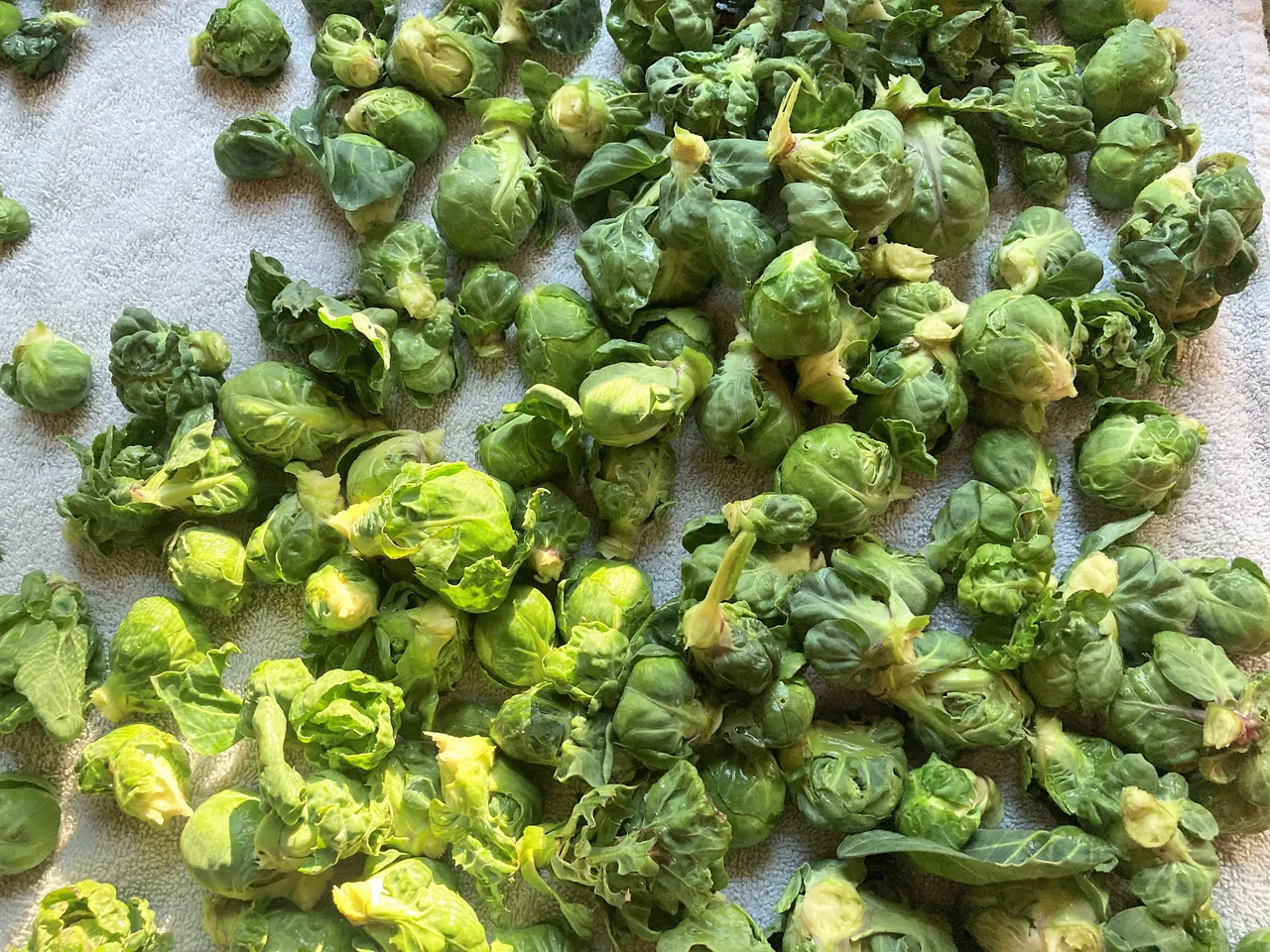Drying brussel sprouts