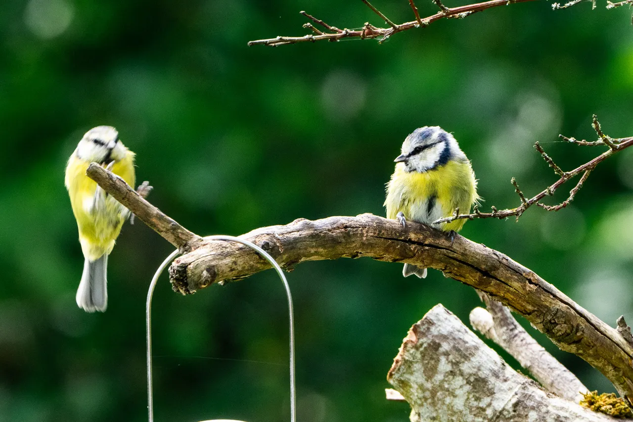 A Blue Tit lands on a branch, next to another Blue Tit