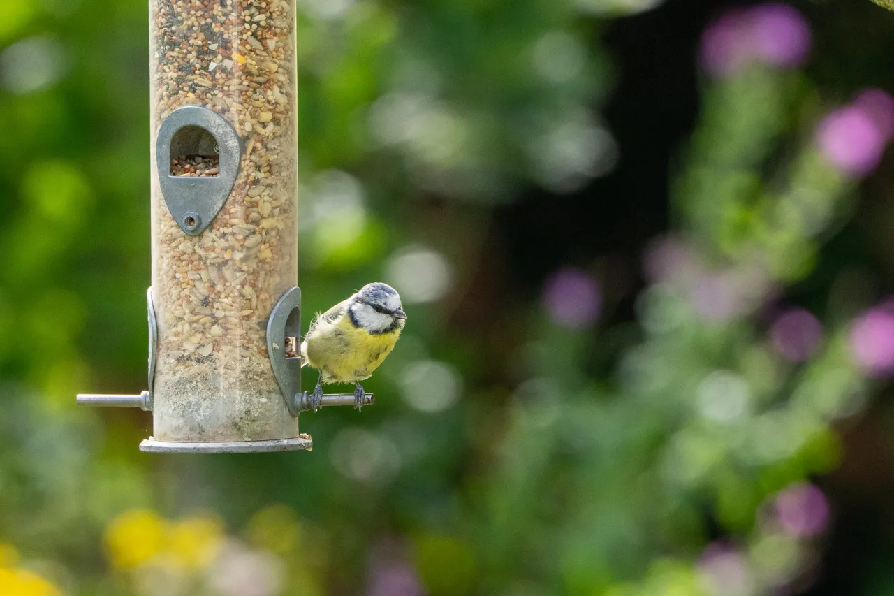 A Blue Tit perches on a bird feeder