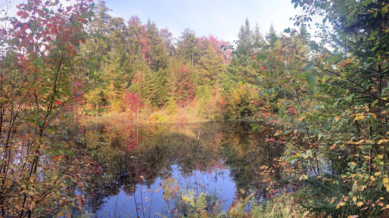 Beaver Pond Pano