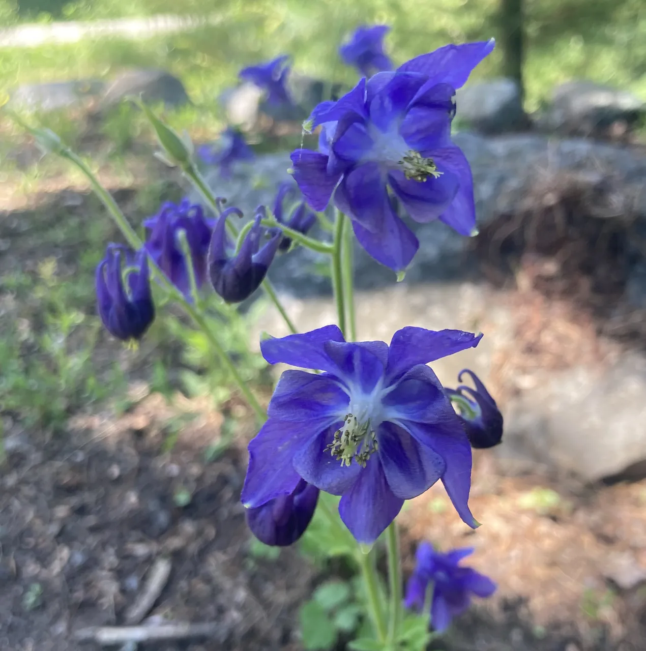 Columbine