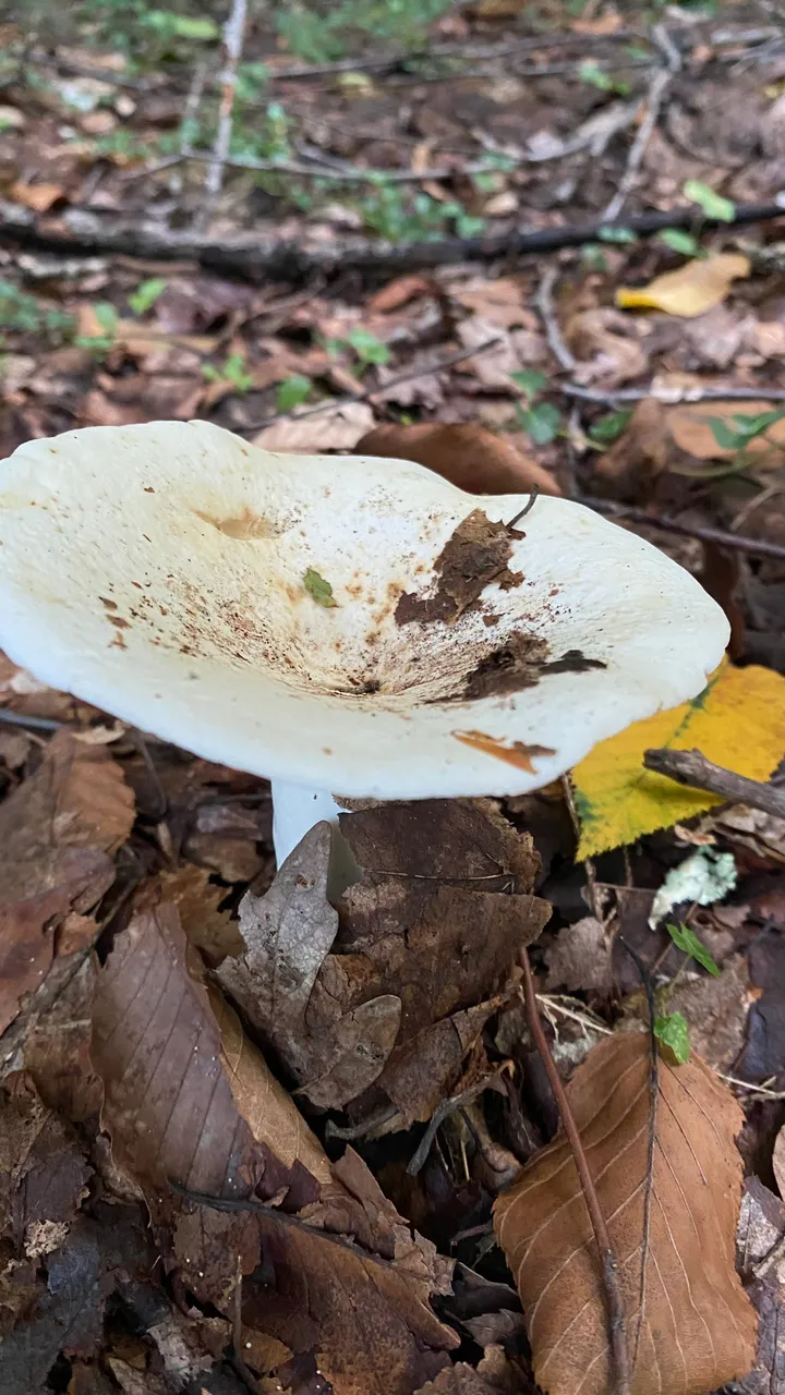 White russula