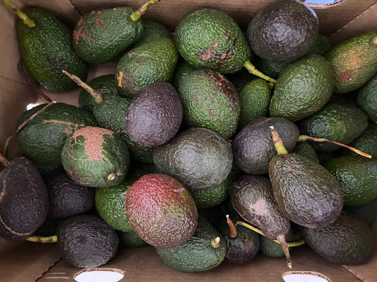When Life Gives You Avocados "Urban" Foraging For Food and Musing...