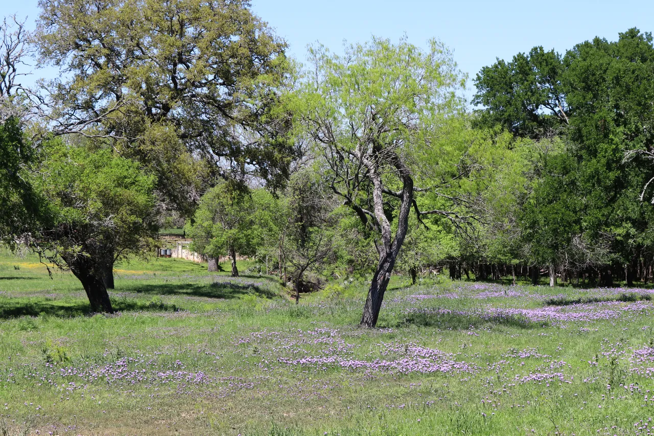 Bluebonnets...at last