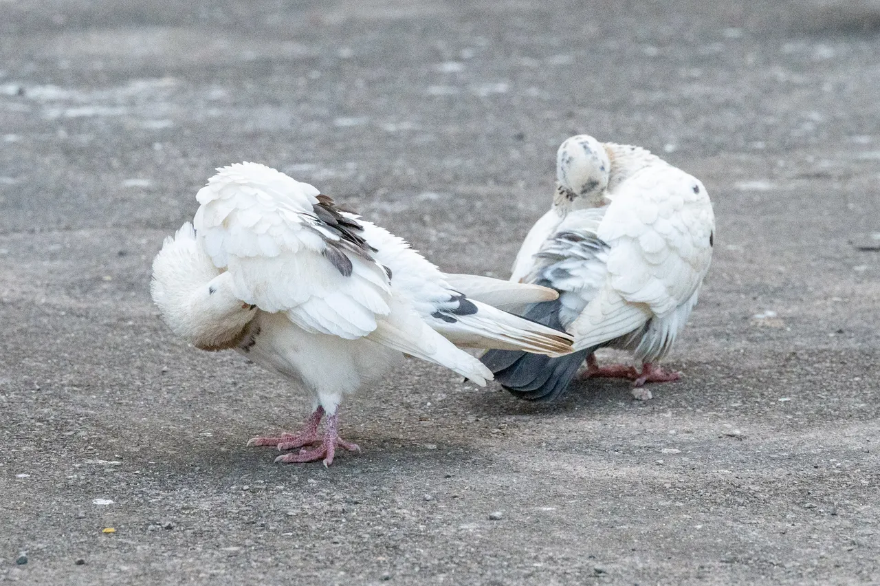dsc_3623.jpg