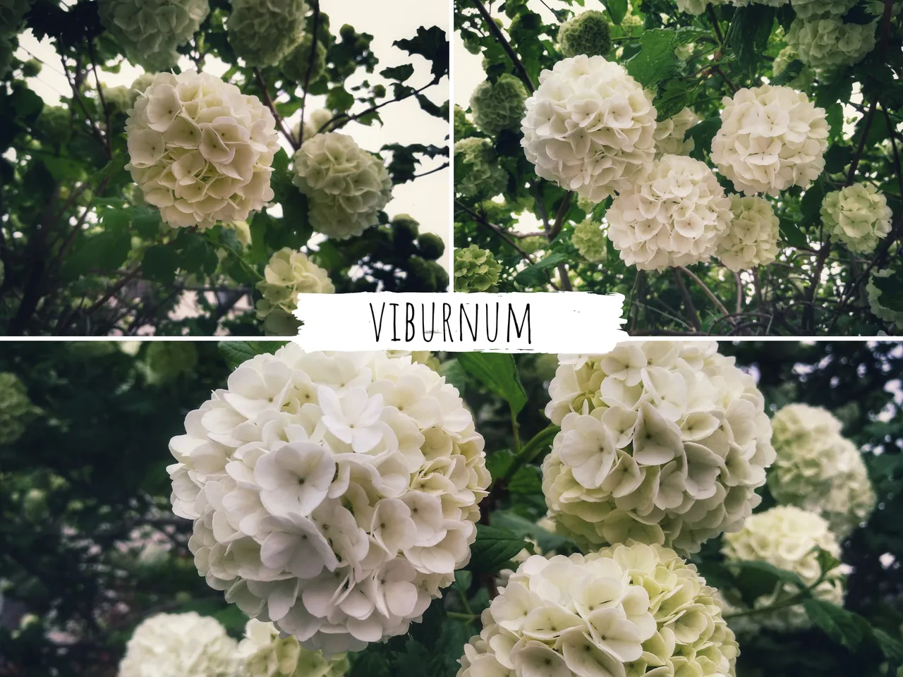 viburnum.png