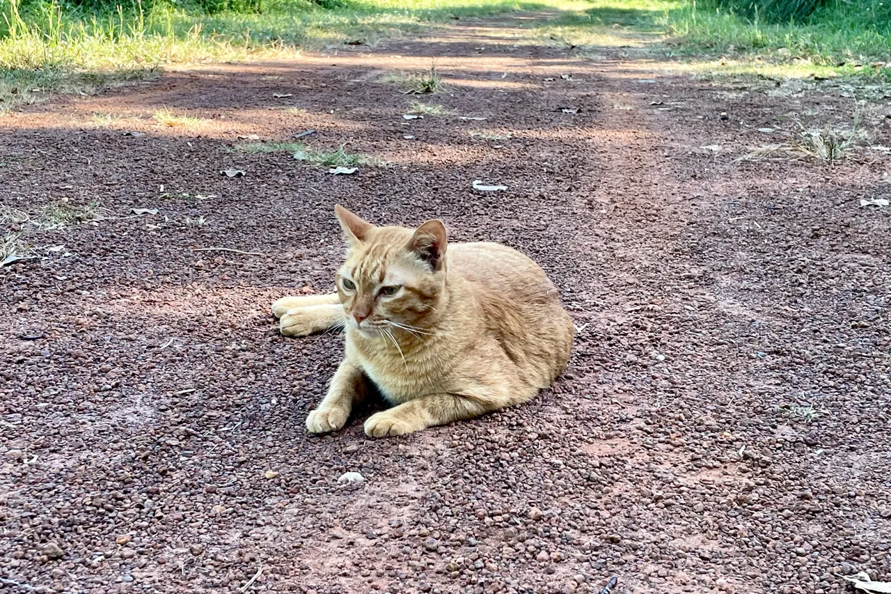 Happy Caturday my orange cat has migrated to my neighbours’ house.