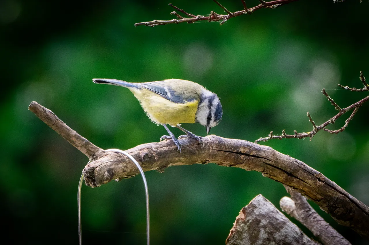 A blue tit checks out the bird feeder from its perch