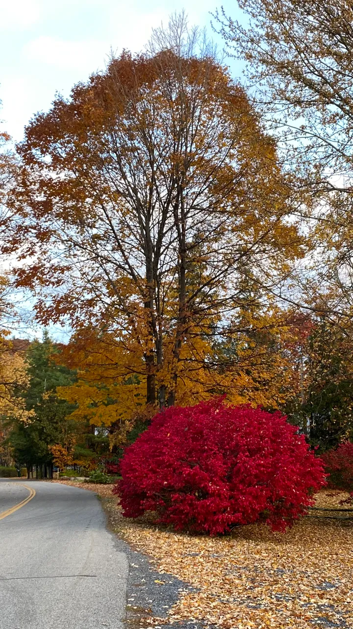 Burning bush