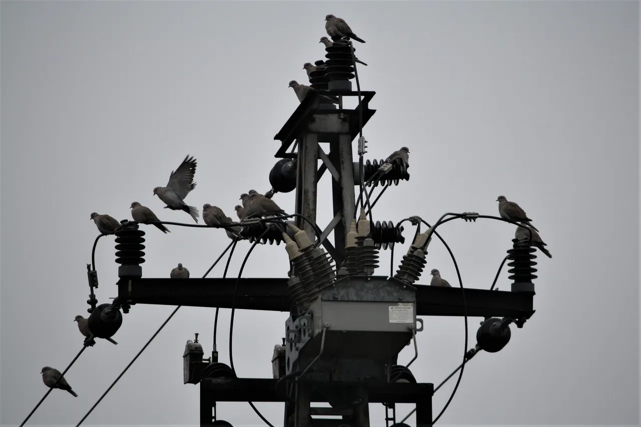 doves_01.jpg