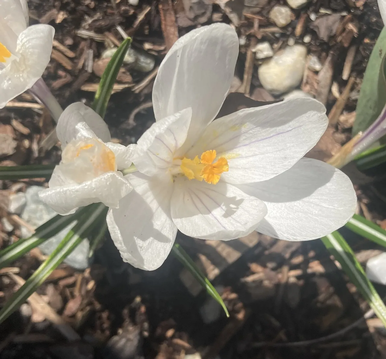 White Crocus