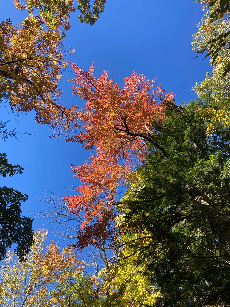 Maple Sky