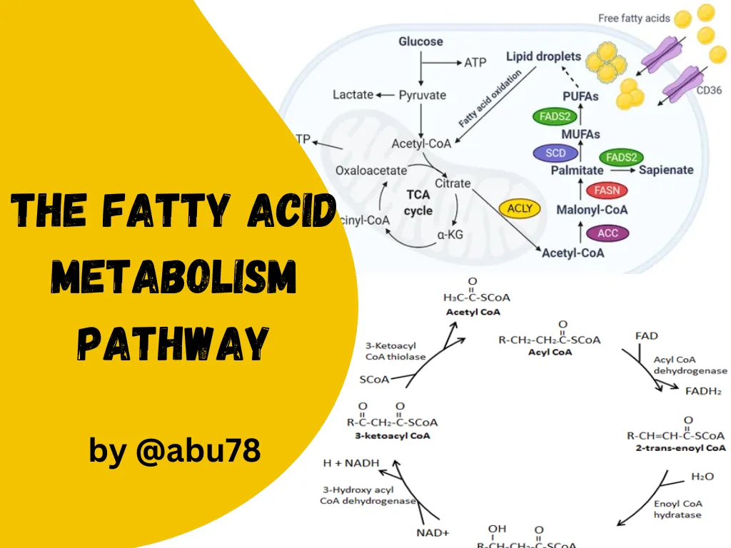 The Fatty Acid Metabolism and its benefits