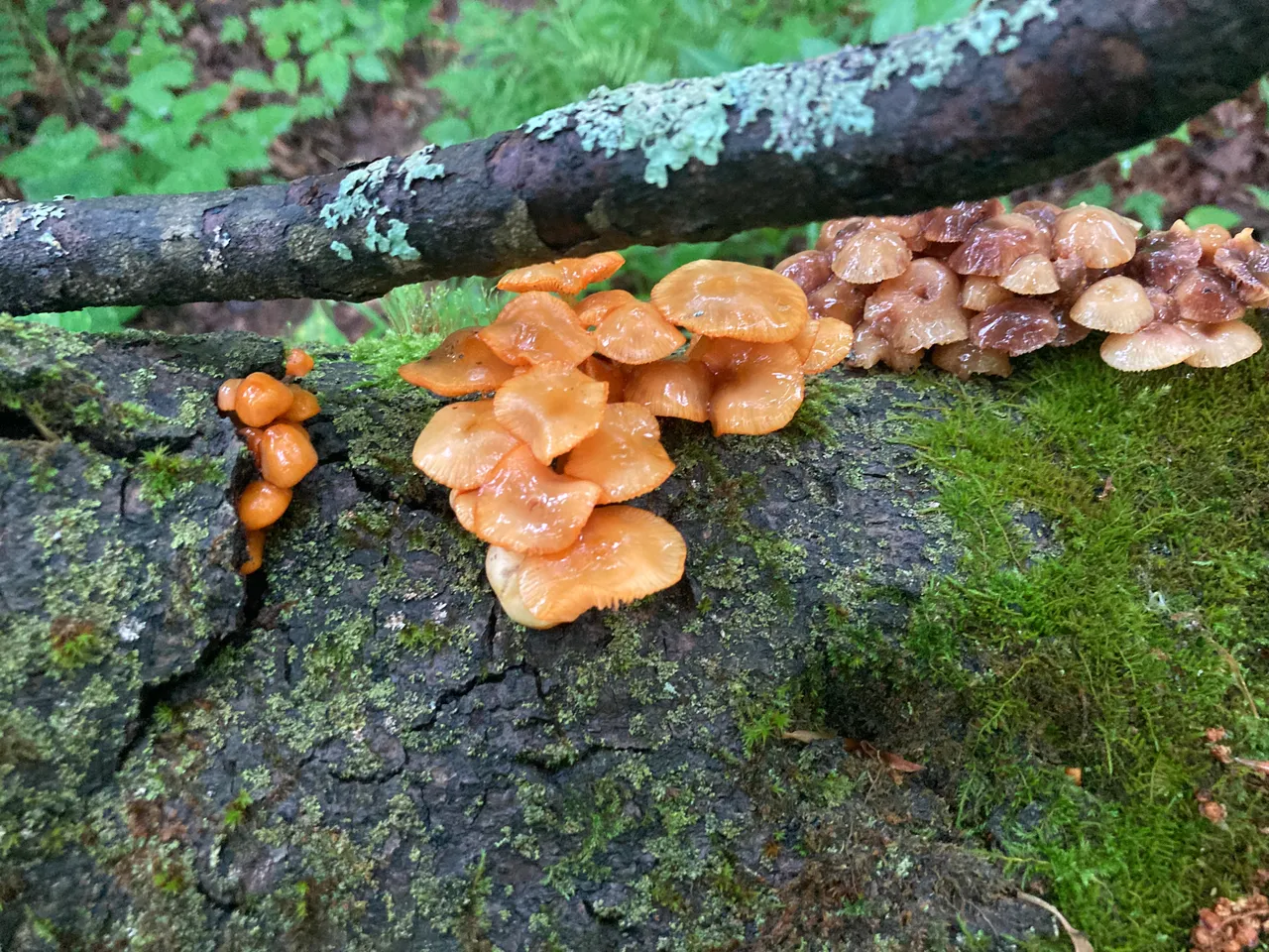 bright orange