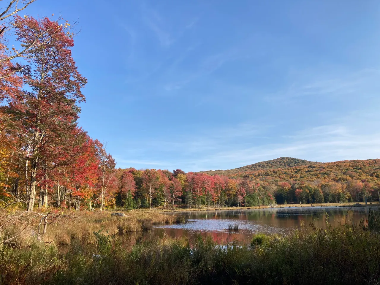 Maple trees