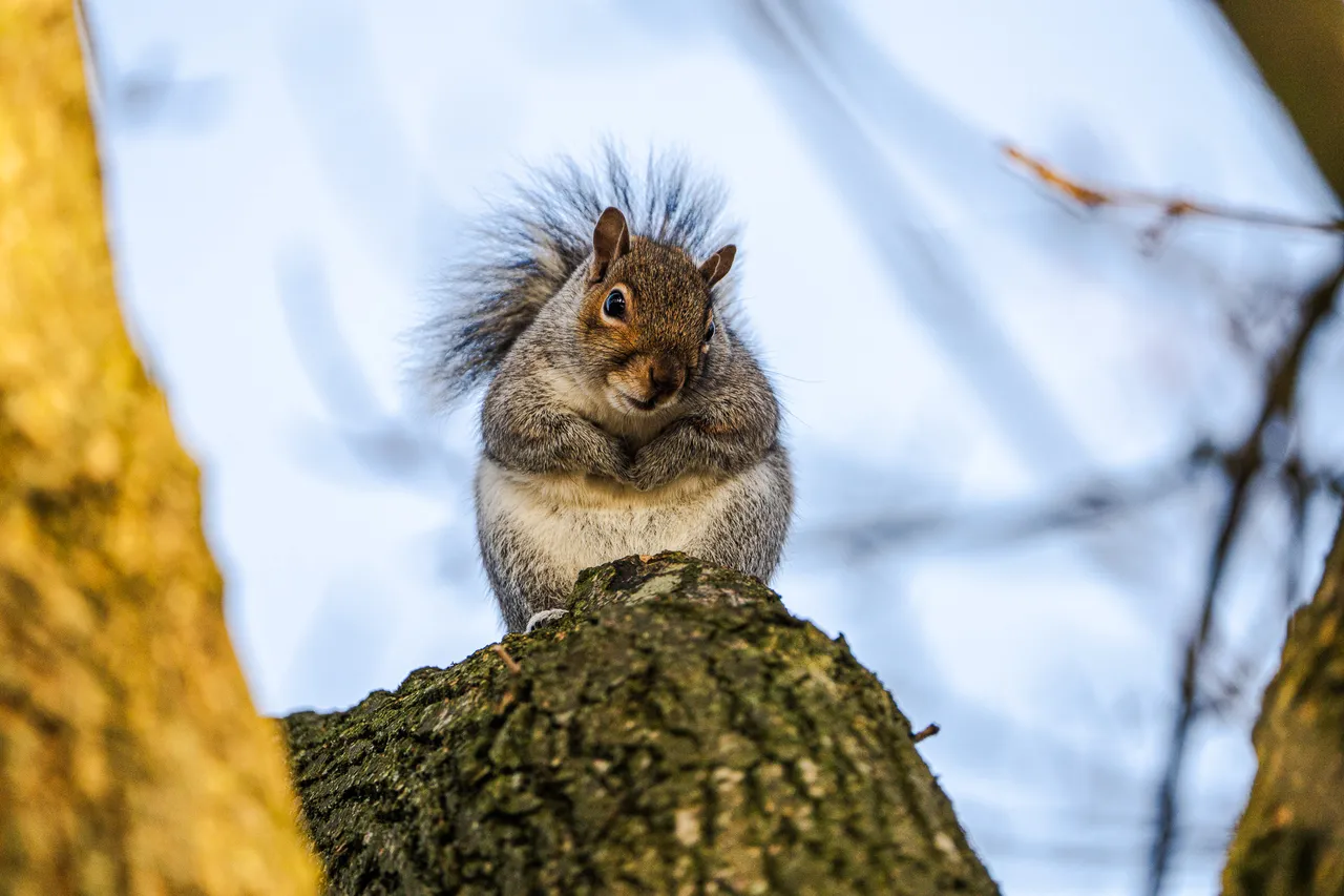 Cute squirrels looks at camera from above