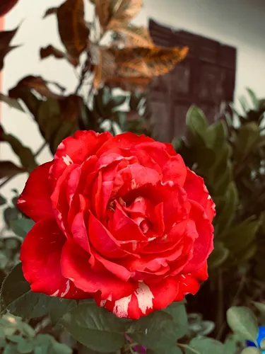 red-october-red-rose-with-october-definitely-makes-up-your-day