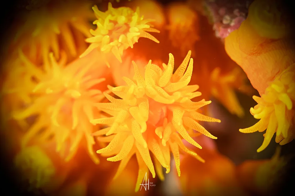 UNDERWATER SUPER MACRO 2nd part 4 Photos