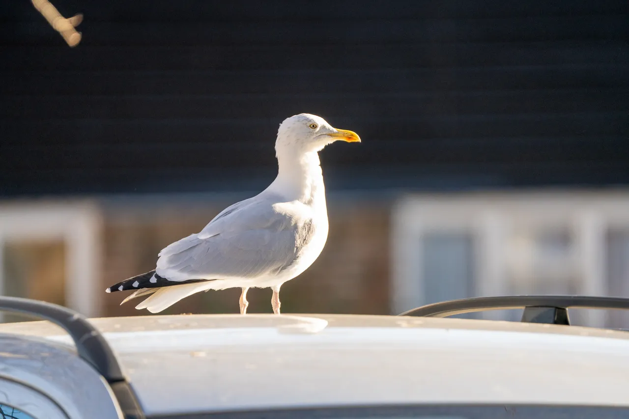 A herring gull stands on a car roof