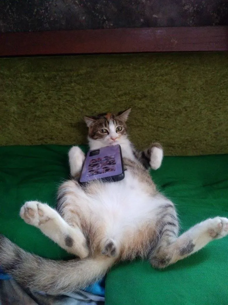 kucing_3.jpg
