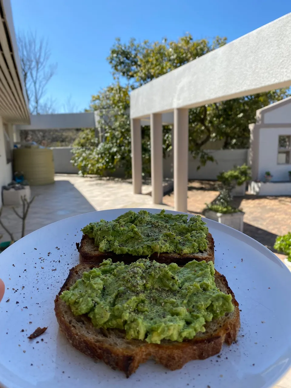 When Life Gives You Avocados "Urban" Foraging For Food and Musing...