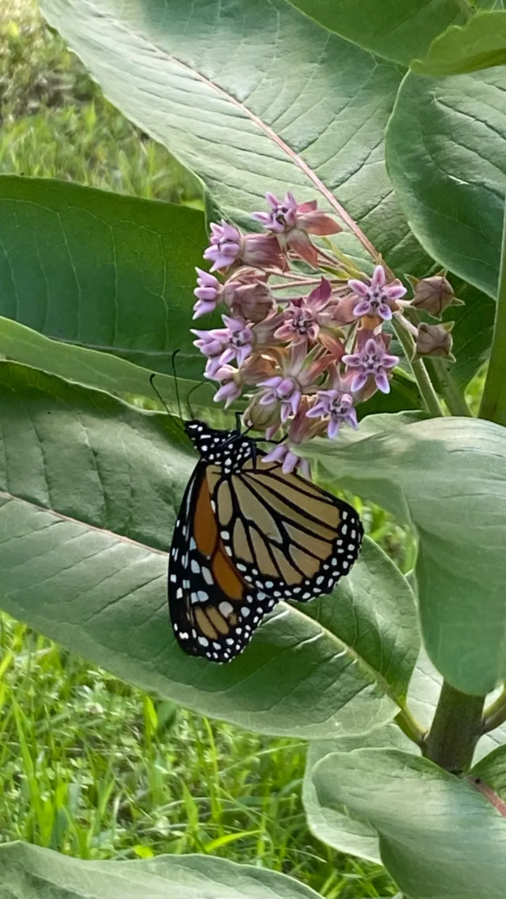 Monarch Butterfly