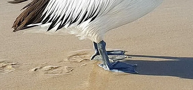 feet_10u.jpg