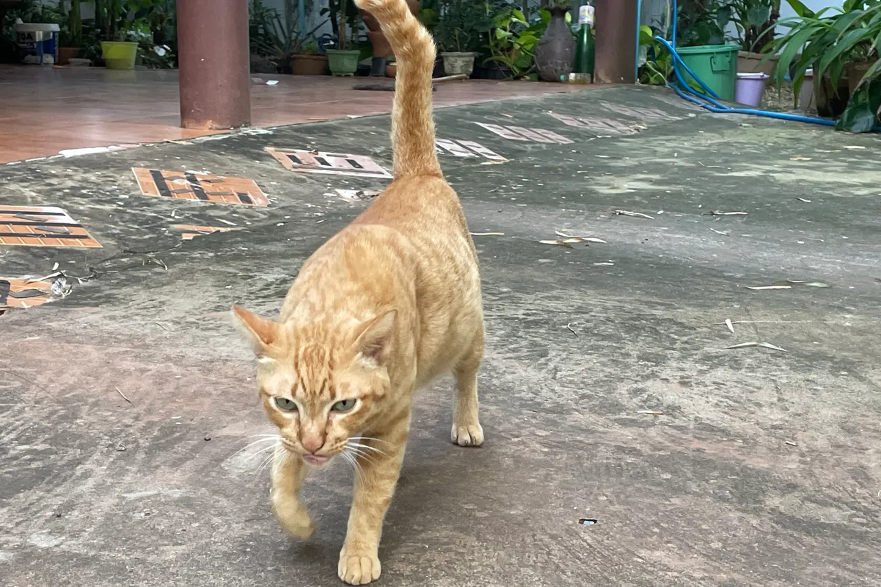 Happy Caturday my orange cat has migrated to my neighbours’ house.